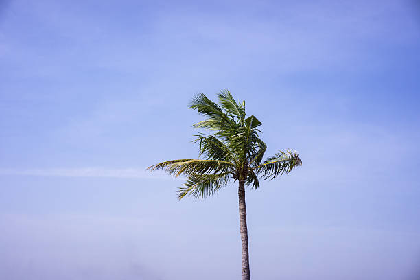 A single palm tree swaying gently in the wind under a clear blue sky. Ideal for tropical, nature, travel, and relaxation-themed visuals.