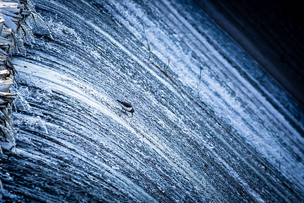 A small bird forages on a sloped spillway as water flows rapidly around it. Ideal for nature, resilience, contrast, and environmental themes.