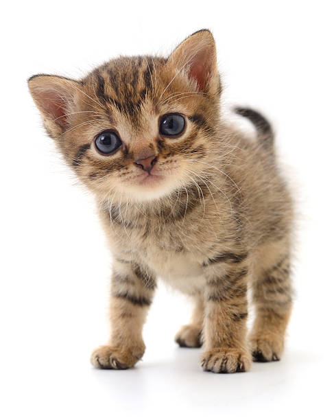 istock Small striped kitten looking at the camera isolated on a white background. 2249897757