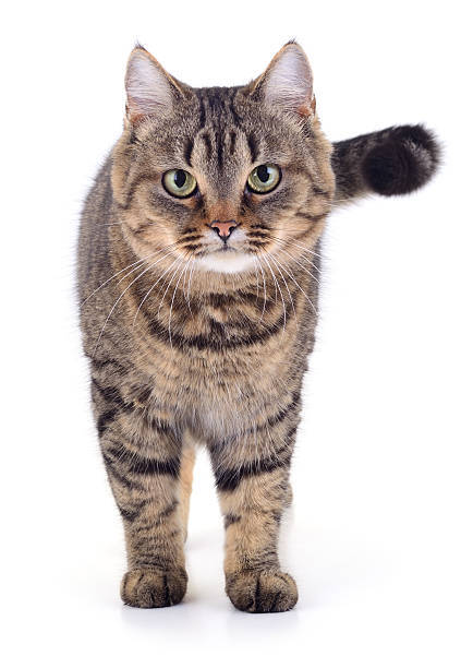 Cute tabby cat watching you.