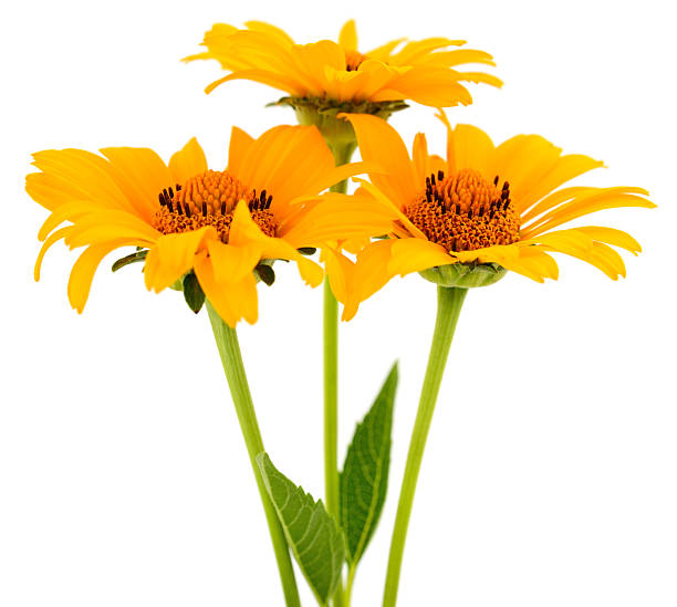 istock Three Bright Yellow Heliopsis Flowers Isolated on White 2249897773