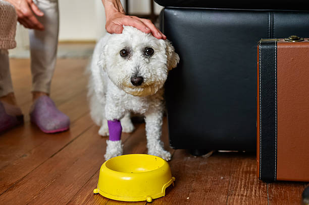 Elderly woman with a bandaged hand lovingly feeding her beagle dog, highlighting the deep, affectionate bond between humans and their beloved pets in a cozy indoor setting