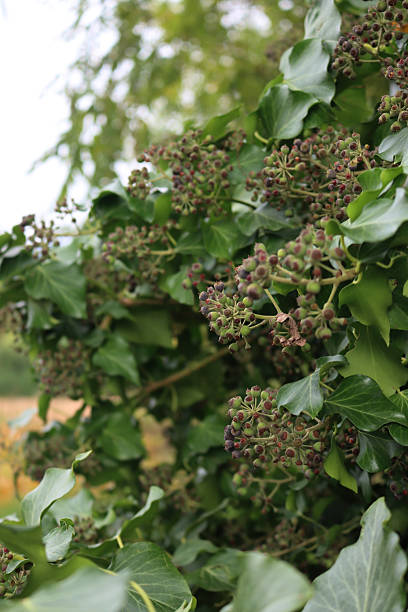 istock Common Ivy with  green berries on branches. Hedera helix 2249898438