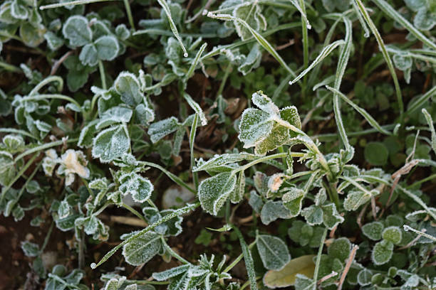 Alfalfa field covered with frost in the italian countryside on winter season: medicago sativa agricultural field