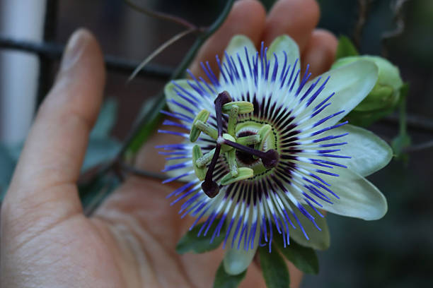 istock Close-up of hand holding passion flower 2249899617