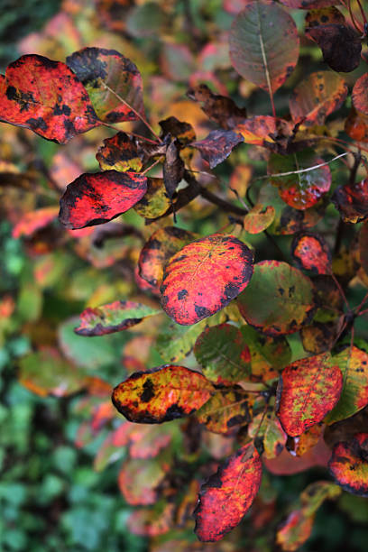Close-up of autumnal foliage background. Red, orange, yellow and brown leaves on branches on selective focus