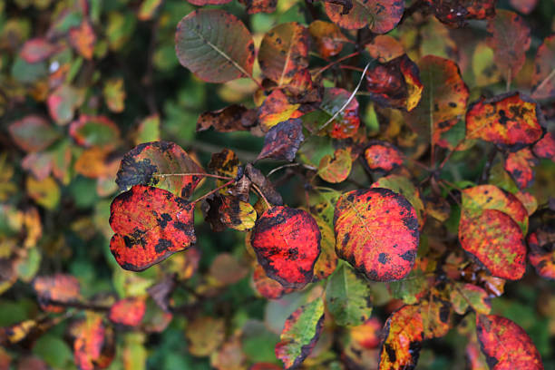 istock Close-up of autumnal foliage background 2249899680