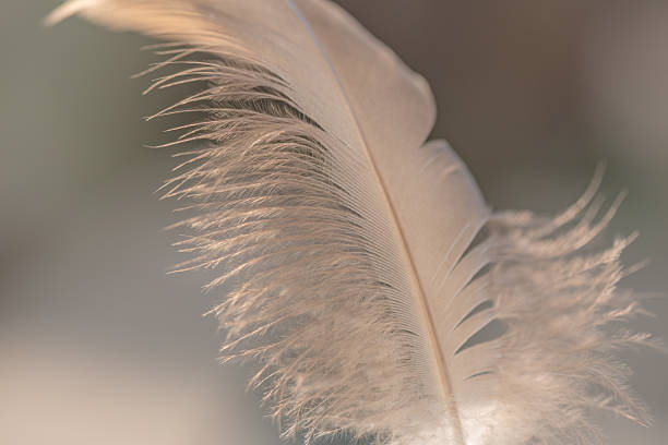 white peacock with open tail