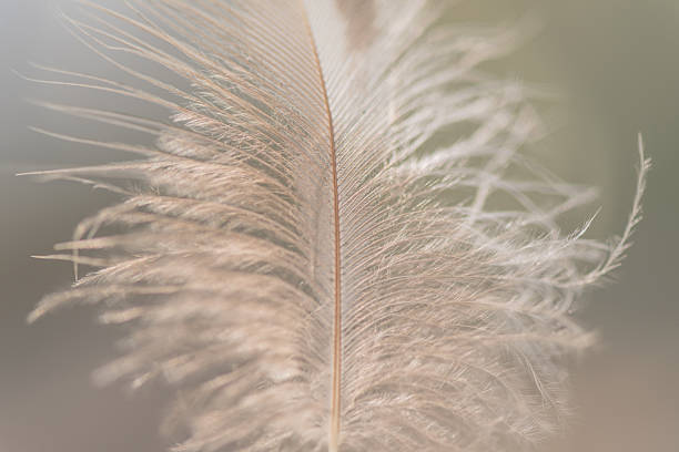 istock Wild bird feather in the wind for background 2249900005
