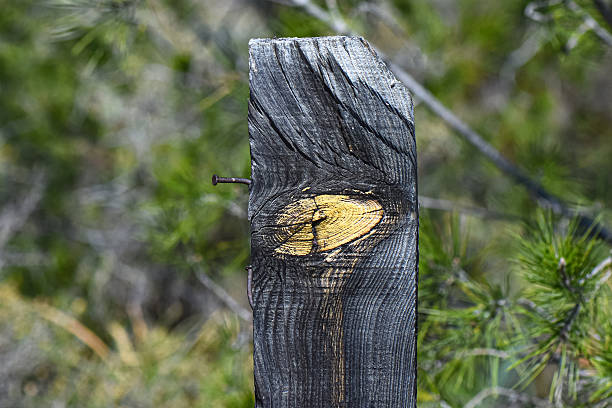 istock Weathered Wood Post Knot Resembling an Eye with a Rusty Nail 2249903701