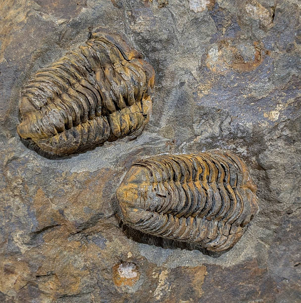 istock old trilobite fossil 2249904104