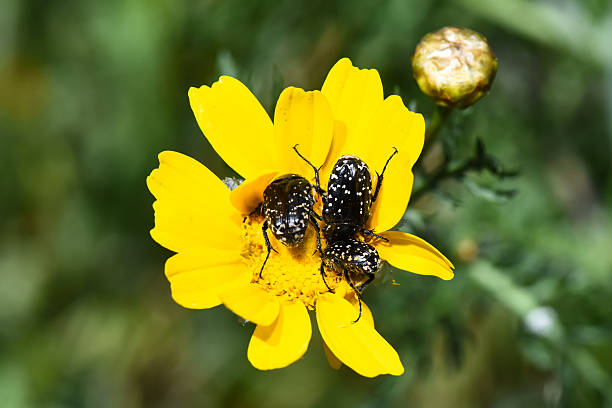istock Three Tumble Flower Beetles on a Bright Yellow Daisy-like Flower 2249904123