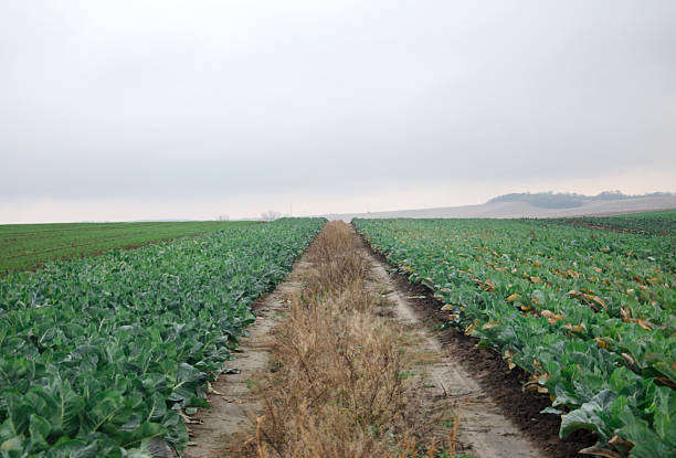 Vast rows of cabbage stretch across a cultivated field under a cloudy sky.