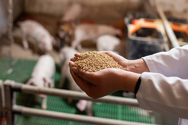 Close up veterinarians hands holding dry feed for piglets in pig pen on modern ranch