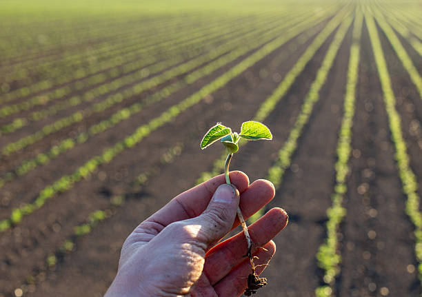 istock Farmer holding sprout in hand in field 2249905316