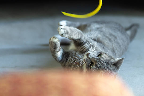 Domestic gray cat is playing with toy while lying on the floor at home.