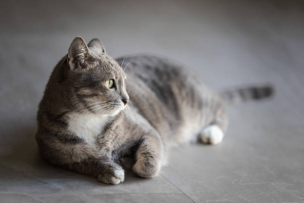 istock Lazy domestic cat is resting in living room. 2249906113