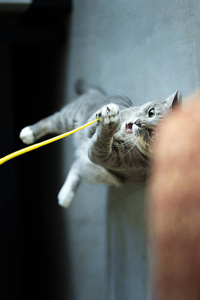 istock Playful domestic cat is playing with pet toy. 2249906172