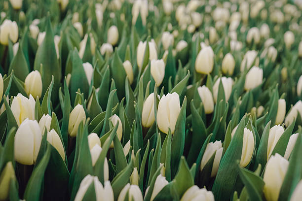 istock Soft focus tulip buds in green, minimalist composition evokes calm and mindfulness, gentle pastel hints, suitable for home decor or wellness brand visuals, intimate close perspective 2249906179