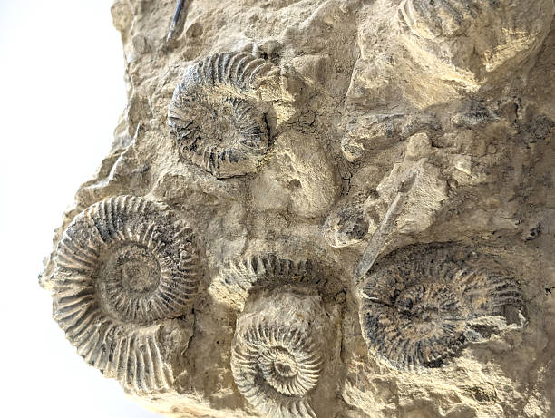istock ammonite fossil animal 2249907791
