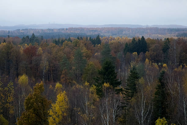 Panoramic View of a Mixed Forest Landscape in Autumn Colors Under a Grey Overcast Sky