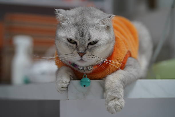 This charming image features a gray tabby cat in an orange sweater resting comfortably on a table. The cat's relaxed expression brings a sense of tranquility and warmth.