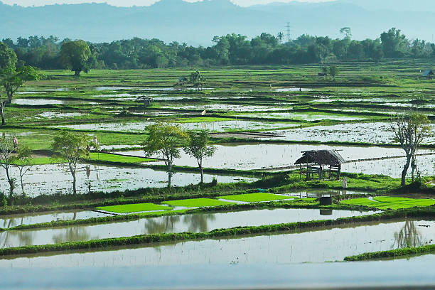 istock Rice fields in Aceh Besar Regency are starting to replant rice. 2249909528