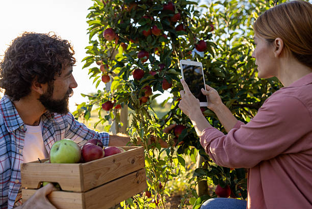 istock Apple harvest in sunny orchard during autumn 2249910210
