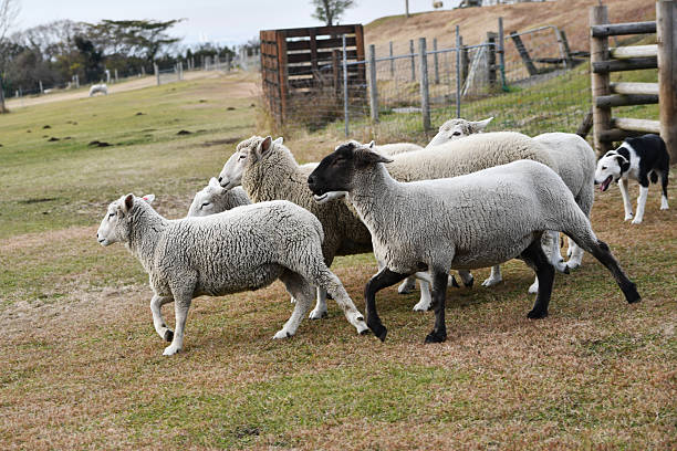 istock Sheep and sheepdog photographed on a ranch 2249910226