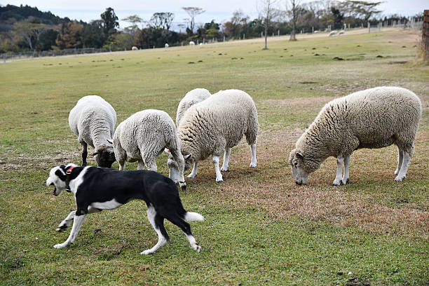 istock Sheep and sheepdog photographed on a ranch 2249910231