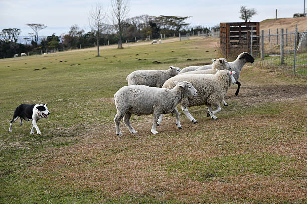 istock Sheep and sheepdog photographed on a ranch 2249910232