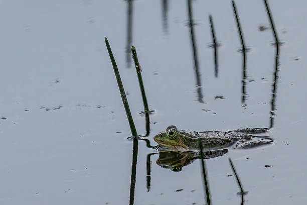 istock Green frog croaking in pond with reeds 2249911001