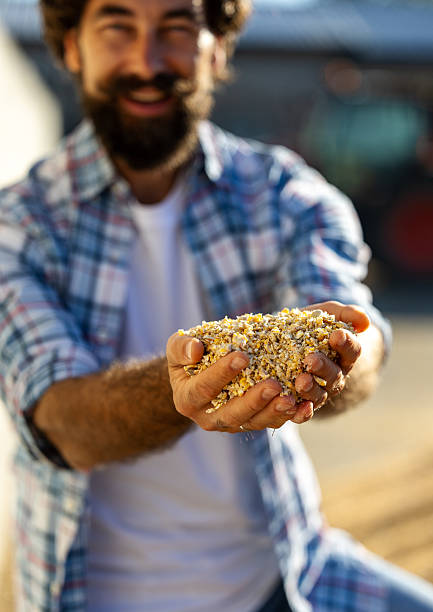 A young female farmer is holding wheat seeds in her hands and analyzing them.