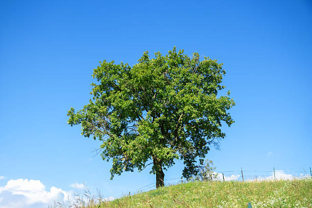 istock Solitary tree standing on a hill against a clear blue sky, symbolizing nature, serenity, landscape, and minimalistic outdoor beauty 2249911973