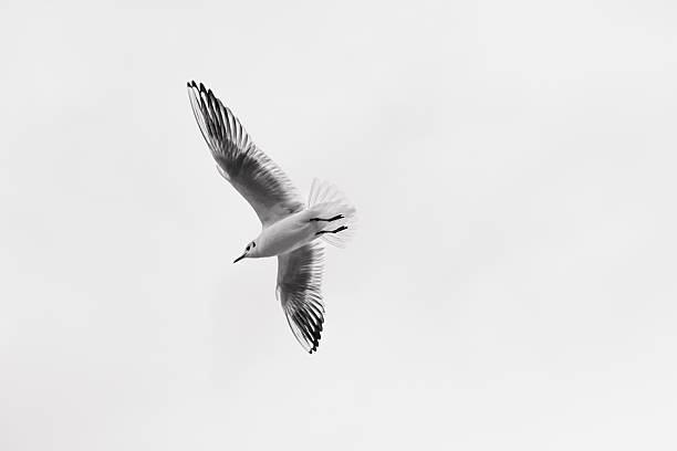 istock Graceful Seagull in Flight – Minimalist Black and White 2249915380