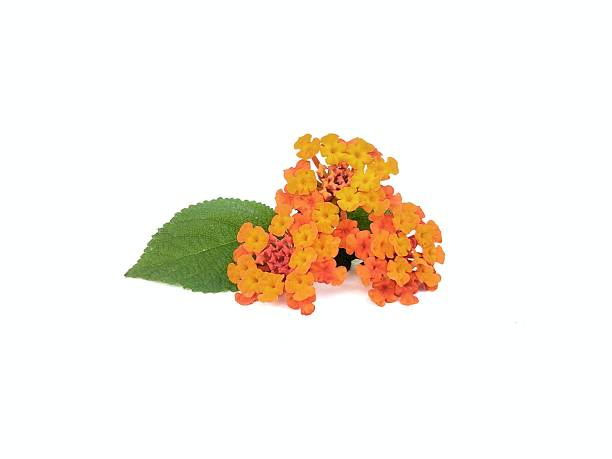 istock Beautiful orange lantana flower (Lantana camara) isolated on white background 2249915851