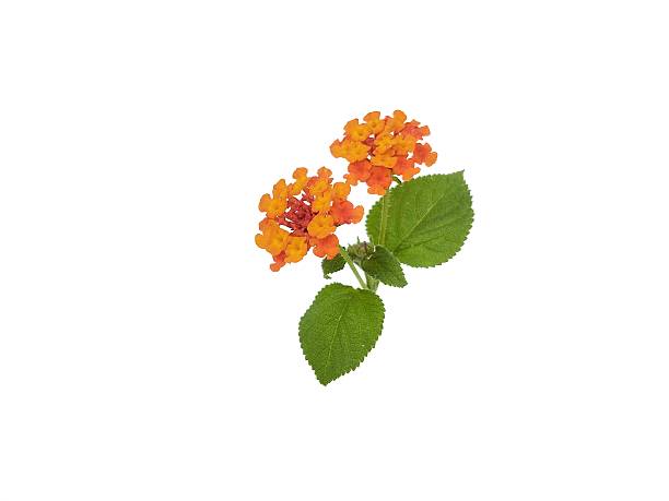 istock Beautiful orange lantana flower (Lantana camara) isolated on white background 2249915863