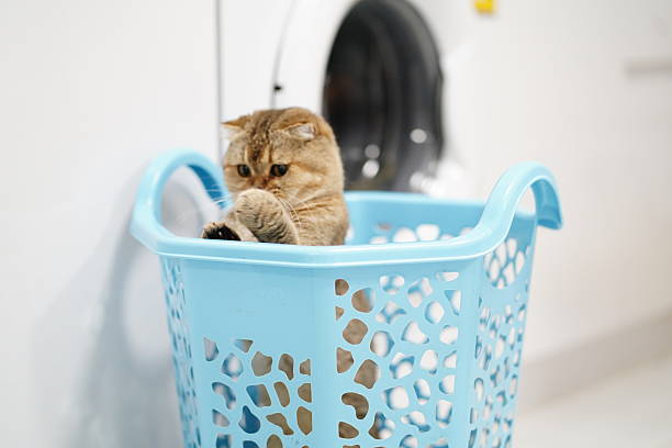istock Cat Sitting in a Blue Laundry Basket with a Washing Machine in a Bright and Clean Laundry Room Environment 2249916182