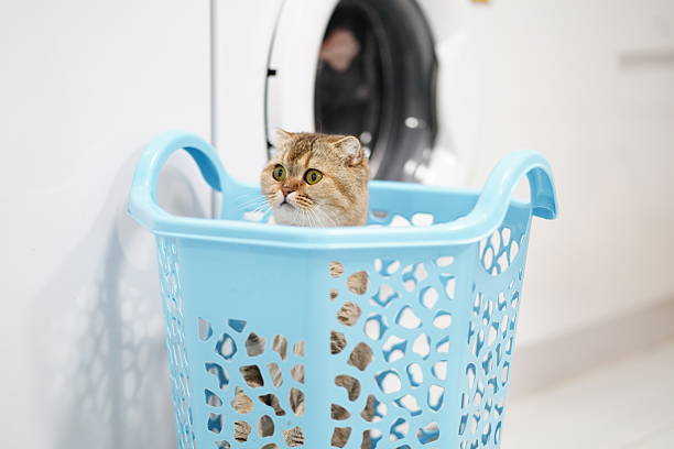 istock Adorable Cat Curiously Observing from Bright Blue Laundry Basket in Modern Laundry Room Setting with Washer in Background 2249916292
