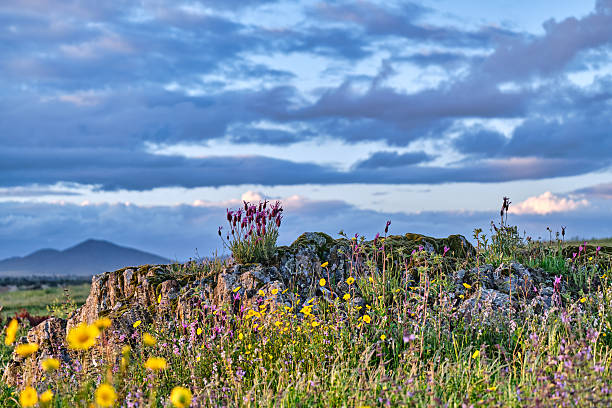 Spring field in Extremadura filled with blooming wildflowers, captured at sunset with vivid, warm colors. A striking and serene landscape ideal for themes of nature, travel, spring beauty and rural scenery