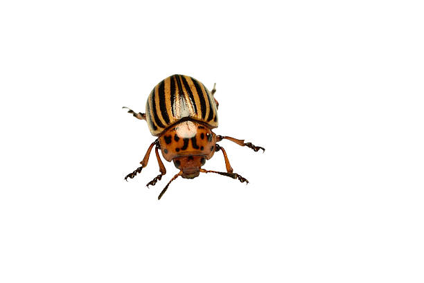 Insect, beetle called Colorado potato beetle isolated on white background.