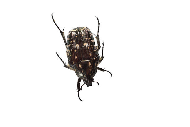 Insect, beetle called stink beetle or scientific name Oxythyrea funesta isolated on white background.