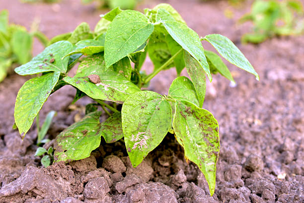 Close-up of a bean bush growing in a garden.