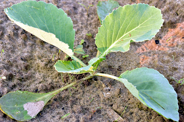 Close-up of a cabbage bush growing in a vegetable garden.
