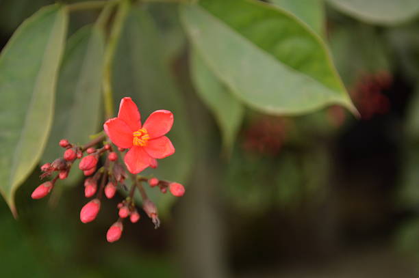 istock Beautiful red flower and green leaves with soft light and blur background 2249920130