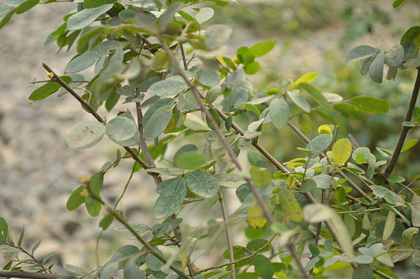 istock Close-up Green Leaves in Bright Natural Light with Soft Blurred Background, Fresh Nature Macro Photo 2249920627