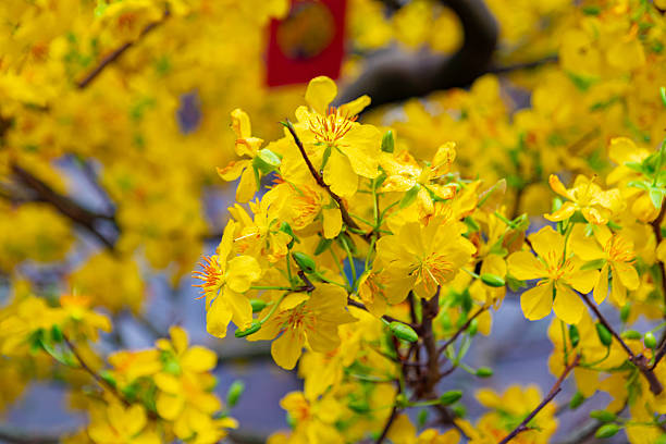 The shimmering yellow apricot flowers bloom in springtime