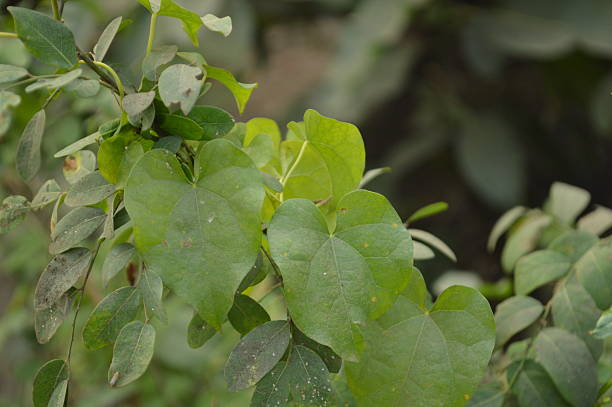 istock Close-up Green Leaves in Bright Natural Light with Soft Blurred Background, Fresh Nature Macro Photo 2249921072
