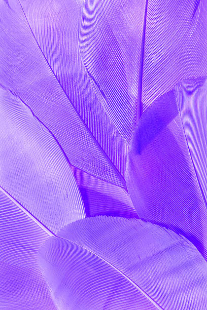 istock Macro photo lavender color feathers, natural pattern with fine texture and soft lines, abstract nature background. Minimal style backdrop for beauty, fashion, design concepts. Aesthetic beauty nature. 2249921082