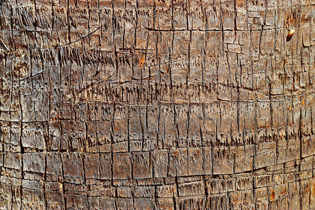 istock Detailed Natural palm tree trunk texture, Organic materials surface in Earthy Tones for Eco-Friendly Design or Nature Backgrounds, fibrous bark tropical plant close up, beige brown vivid color 2249921117